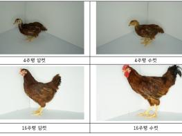 농촌진흥청, 같은 유전자라도 닭 성별 따라 성장에 끼치는 영향 달라 기사 이미지